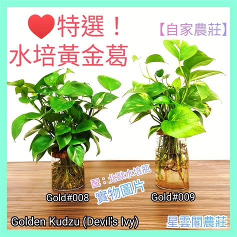 辦公室水種植物風水|家居與辦公室 植物風水指南